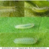lyc tityrus larva1 volg